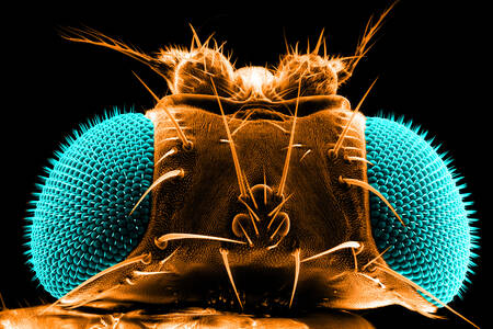 Fruit fly portrait