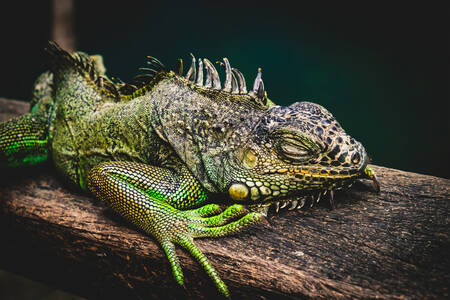 Sleeping iguana