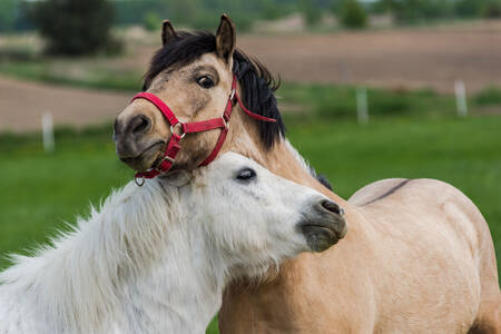 Dos ponis Shetland