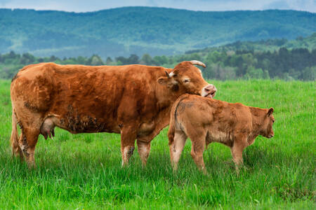 Mucca e vitello nel prato
