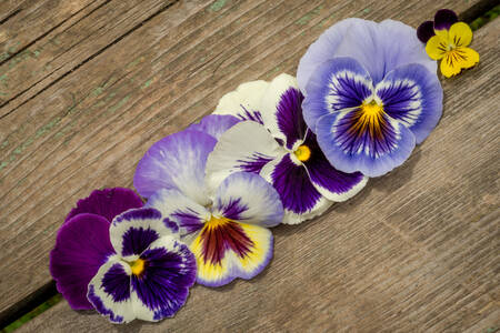 Pansies on wooden background