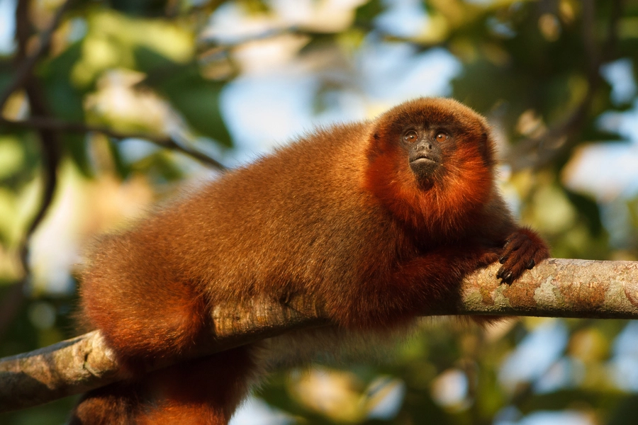 Tamarin auf einem Ast