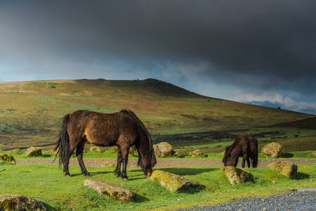 Chevaux sauvages dans les montagnes