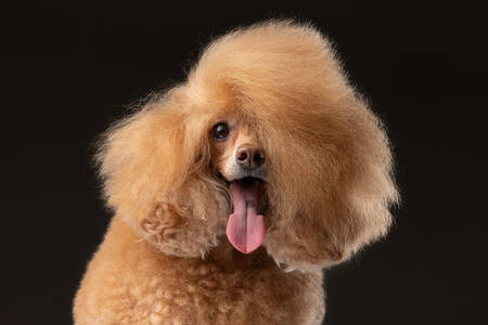 Miniature Poodle