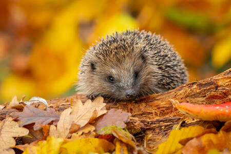 Hedgehog in autumn leaves