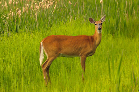 Young white-tailed deer