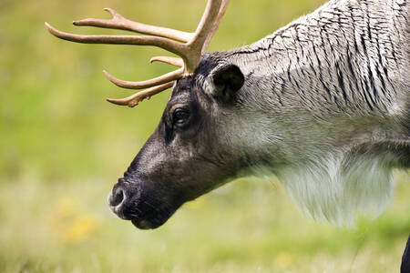 Tundra reindeer