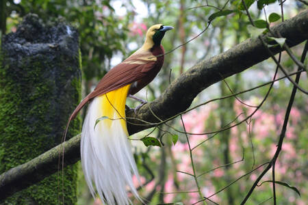 Paradijsvogel op een boom