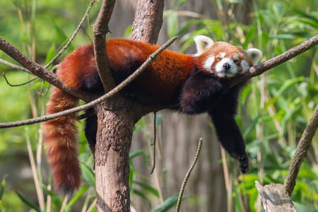 Red panda on a tree