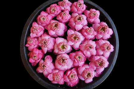 Lotus roses sur un plat