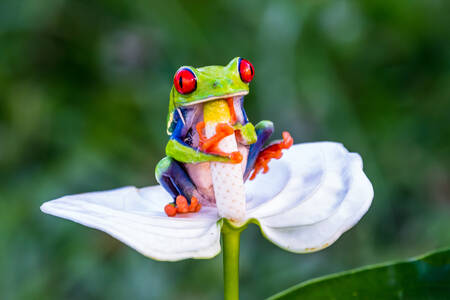 Red eyed frog on a flower