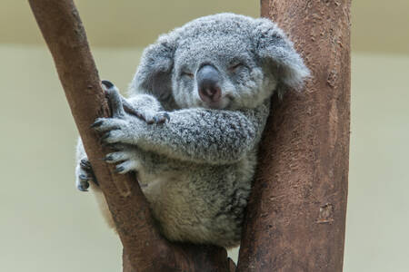 Koala durmiendo