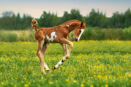 Veulen in het veld