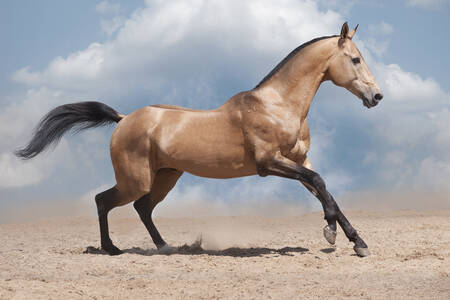 Cavallo nel deserto