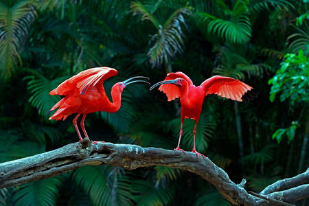 Two Scarlet Ibis