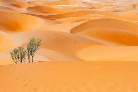 Sanddünen in Liwa