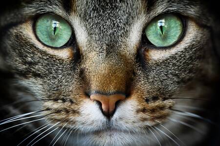 Cat close-up