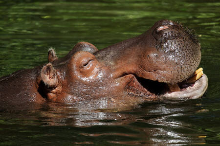 Hippopotamus in a pond