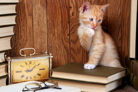 Kitaplarla birlikte turuncu yavru kedi