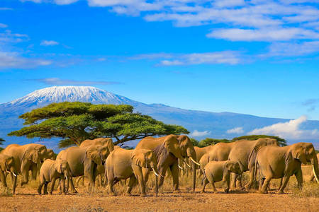 Elephants in the background of Kilimanjaro