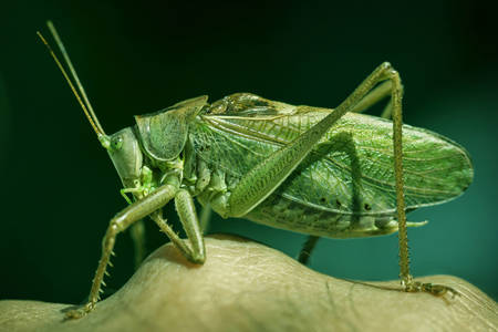 Zelená kobylka