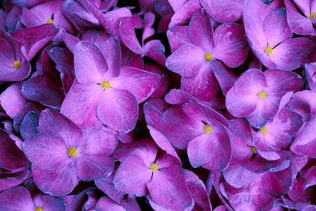 Фиолетовая гортензия