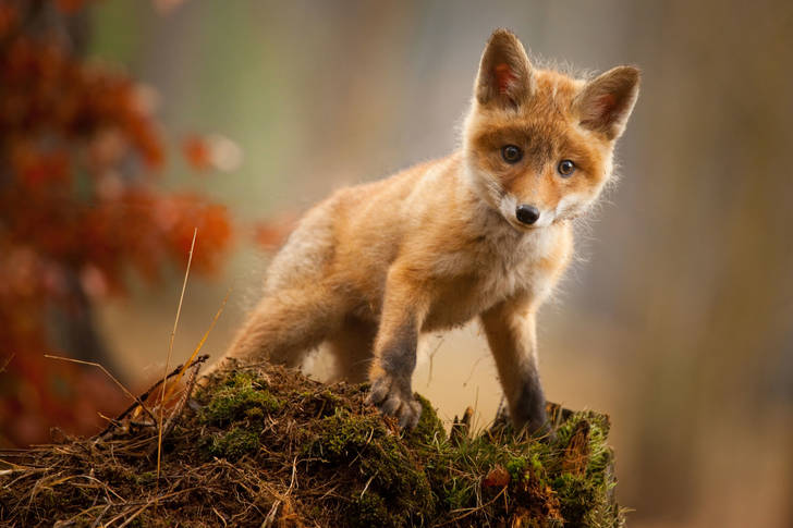 Download wallpapers small fox, forest animals, wildlife, foxes for desktop free.