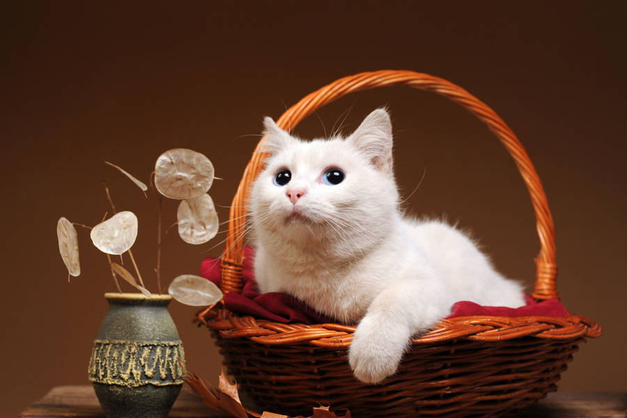 Zona Heat W Radio 88.3fm Online Radio Box