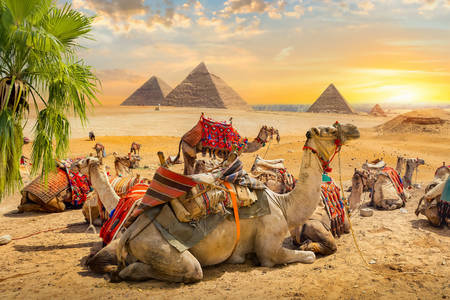 Camellos en el desierto