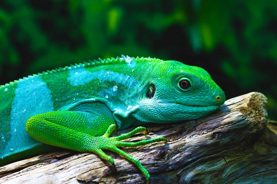 Iguana on a tree