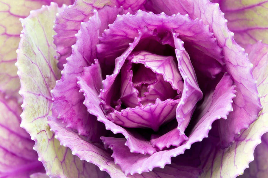 Ornamental cabbage