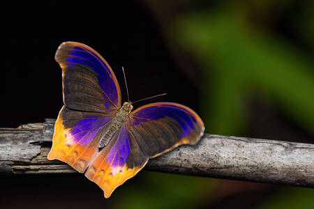 Papillon sur une branche