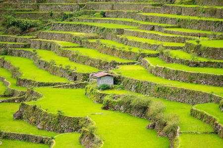 Terrasses de riz
