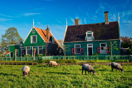 Πρόβατα στο Zaanse Schans