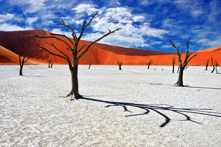 Martwe drzewa na pustyni