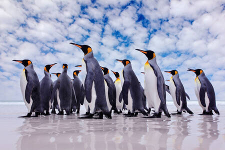 I pinguini reali su un lastrone di ghiaccio