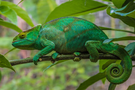 Zielony kameleon na gałęzi