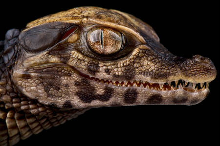 Smooth-fronted caiman