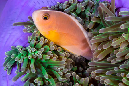 Pesce pagliaccio in corallo