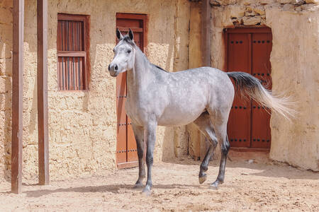 Arapski konj