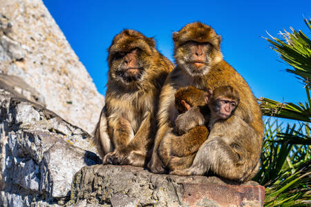 Cebelitarık maymunları