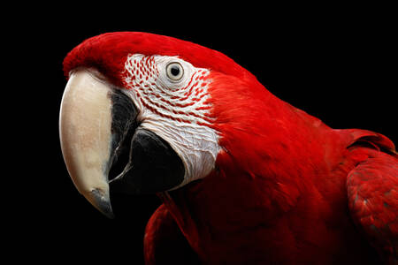 Portrét papouška ara