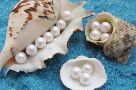 Shells with pearls