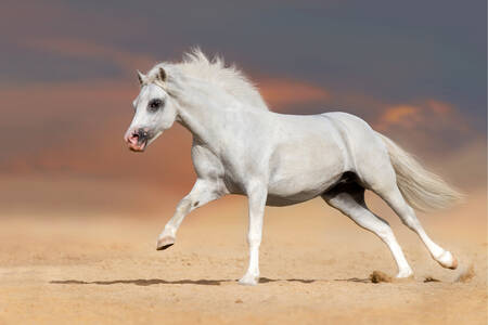 Weißes walisisches Pony