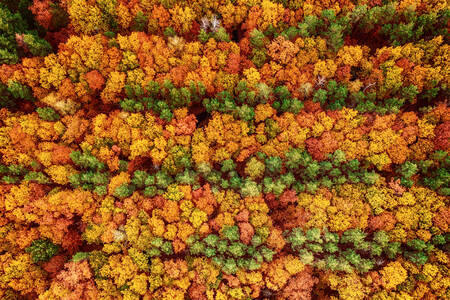 Top view of autumn forest