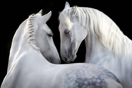 White horses on a black background
