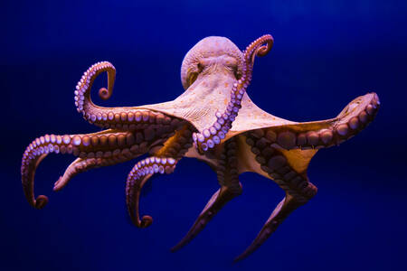 Big octopus