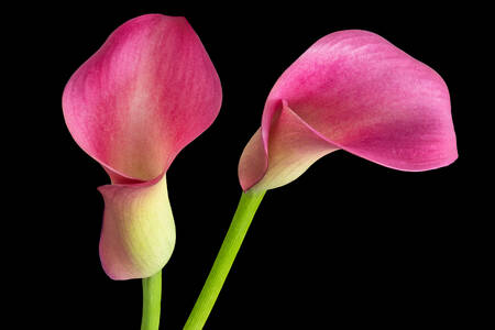 Beautiful calla flower