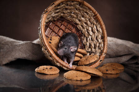 Rat in a basket with cookies