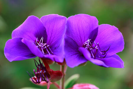 Pleroma violett